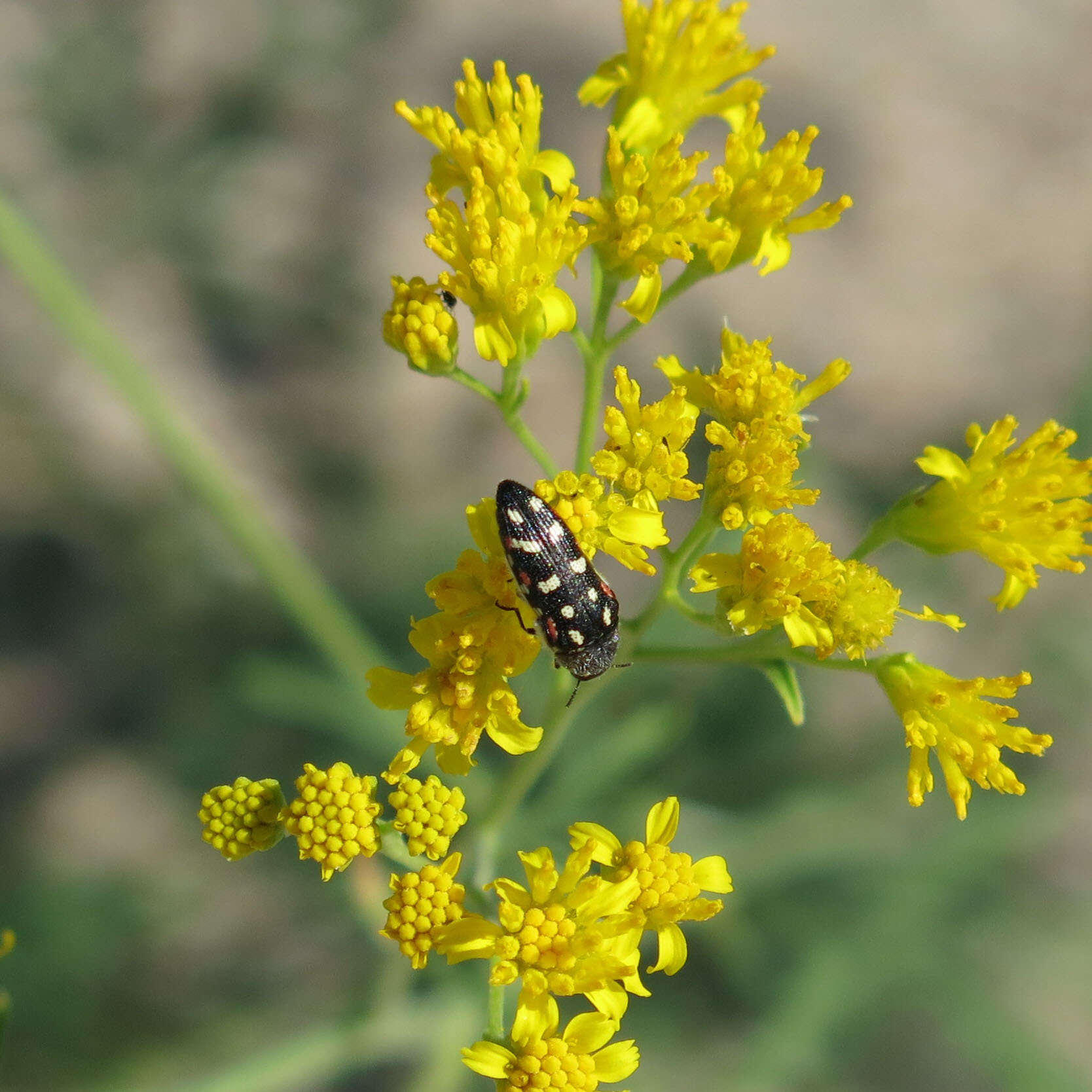 Слика од Acmaeodera gibbula Le Conte 1858