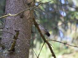 Image of Blackcap