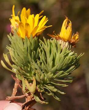 Image of Ursinia caledonica (Phillips) Prassler