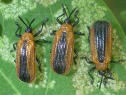 Odontota dorsalis (Thunberg 1805)的圖片