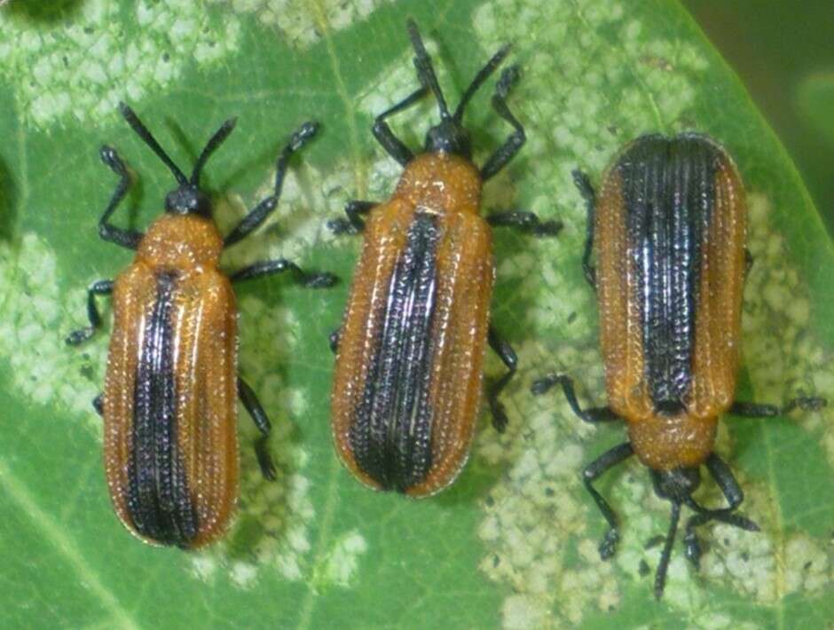 Image of Locust Leaf Miner