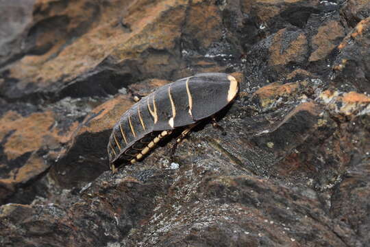 Image of native cockroach ( Australia )