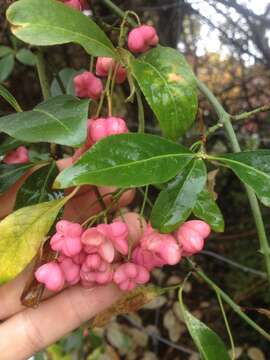 Image of Common spindle tree