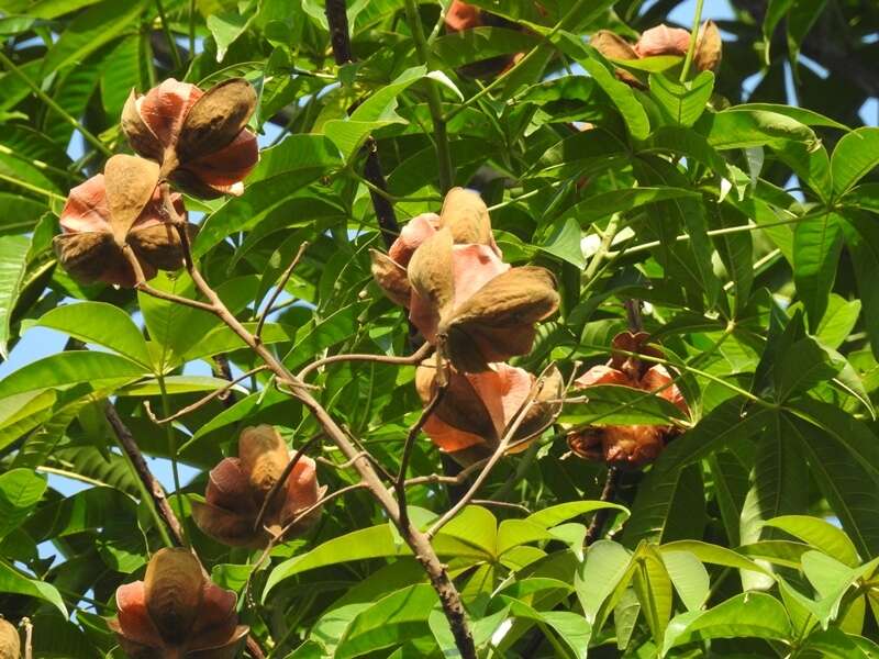 Imagem de Cochlospermum orinocense (Kunth) Steud.