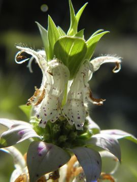 Image of spotted horsemint