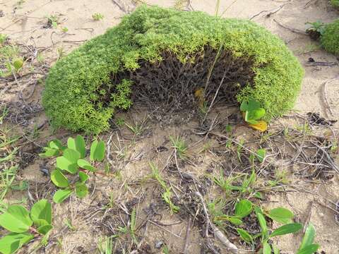 Image of Helichrysum asperum var. comosum (Sch. Bip.) Hilliard