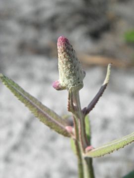 Image of dense-spike blackroot