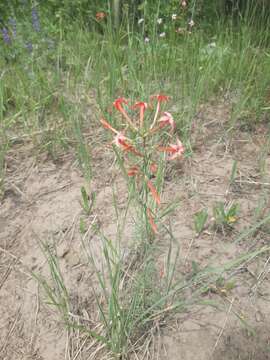 Ipomopsis aggregata subsp. aggregata resmi