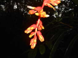 Image of Guzmania multiflora (André) André ex Mez