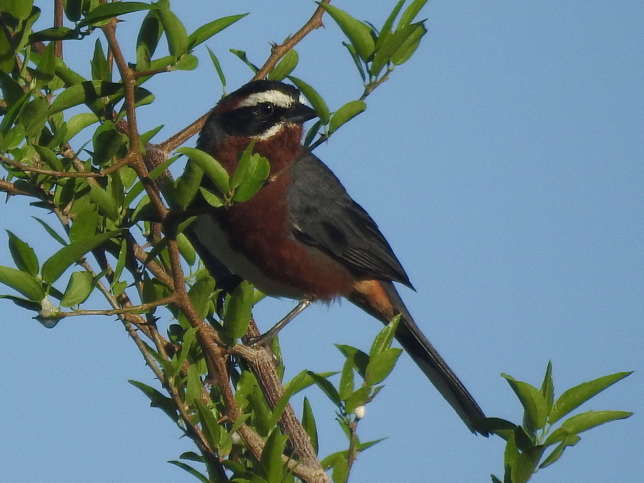 Image of Black-and-chestnut Warbling Finch