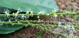 Image of Mareya micrantha (Benth.) Müll. Arg.