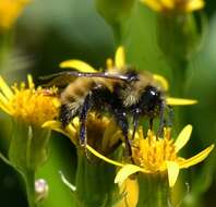 Image de Bombus insularis (Smith 1861)