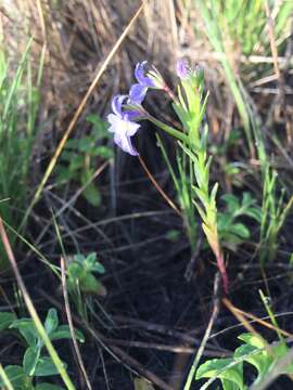 Image of cascade calicoflower