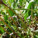 Image of Dwarf Arctic Groundsel