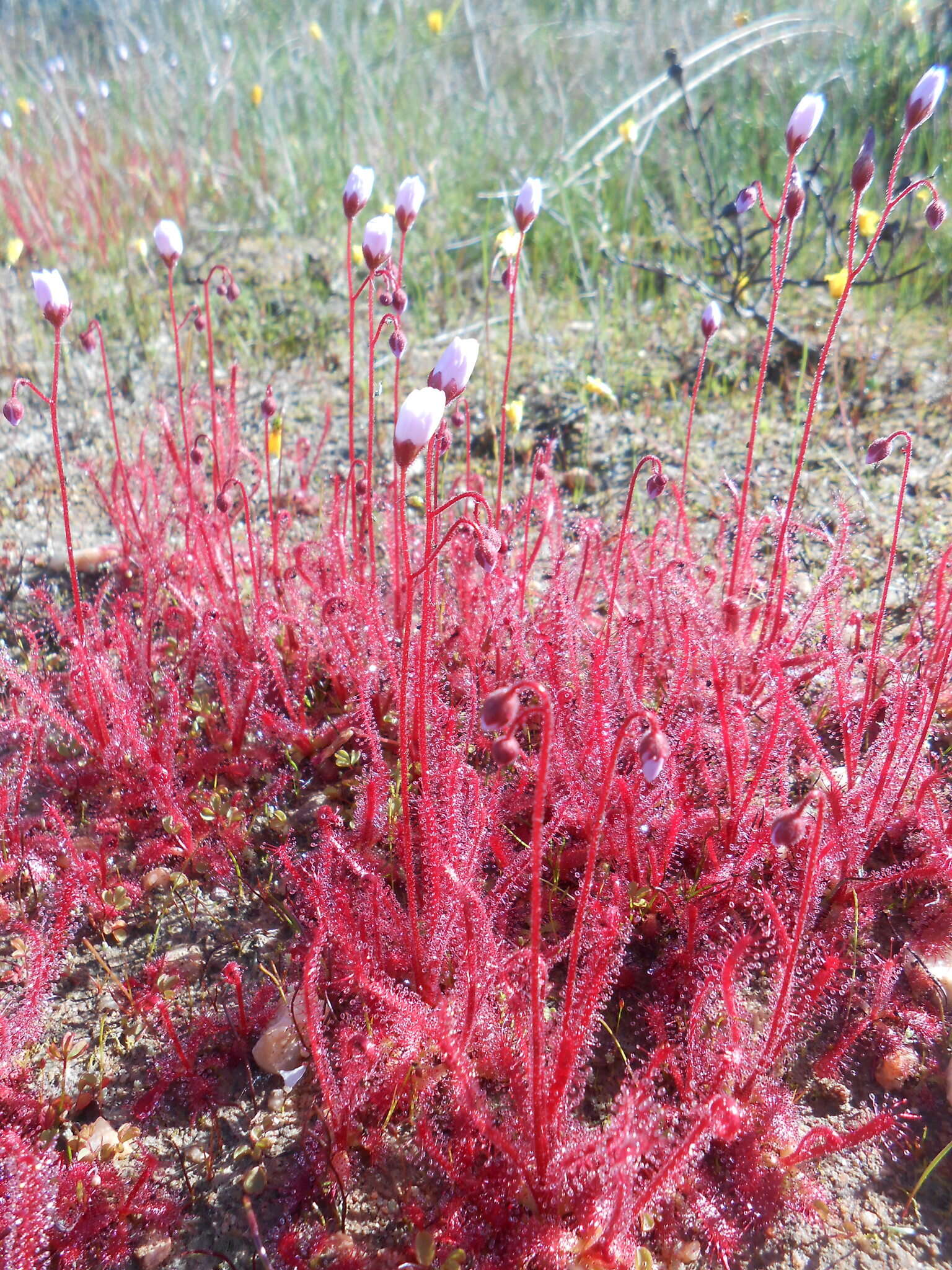 Image of Drosera alba Phill.