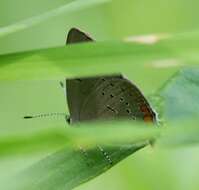 Image of Acadian Hairstreak