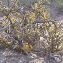 Слика од Cylindropuntia alcahes var. burrageana (Britton & Rose) Rebman