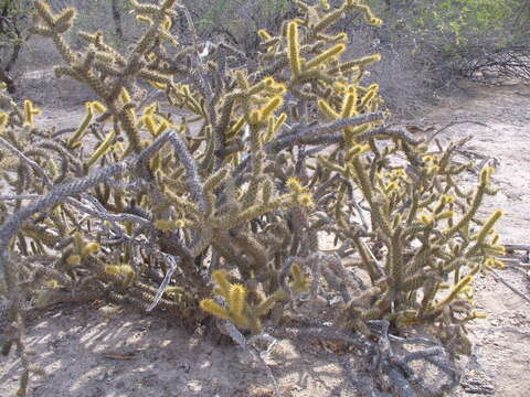 Image of Cylindropuntia alcahes var. burrageana (Britton & Rose) Rebman