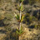 Image of Anthospermum ericifolium (Licht. ex Roem. & Schult.) Kuntze