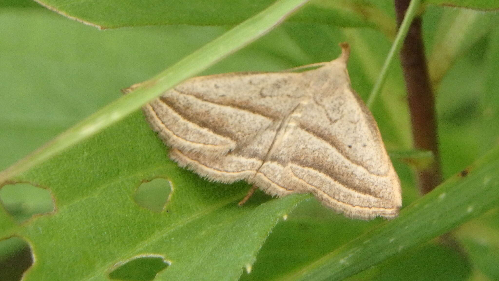 Image of Macrochilo absorptalis Walker 1859