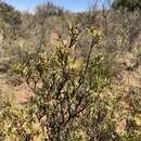 Image of Pteronia tricephala DC.