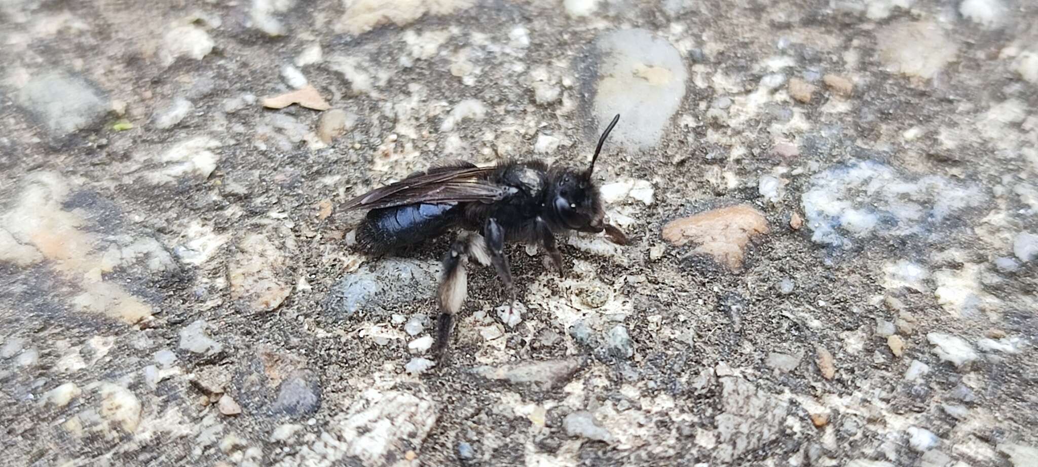 Image of Andrena pilipes Fabricius 1781