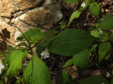 Image of Impatiens brachycentra Kar. & Kir.