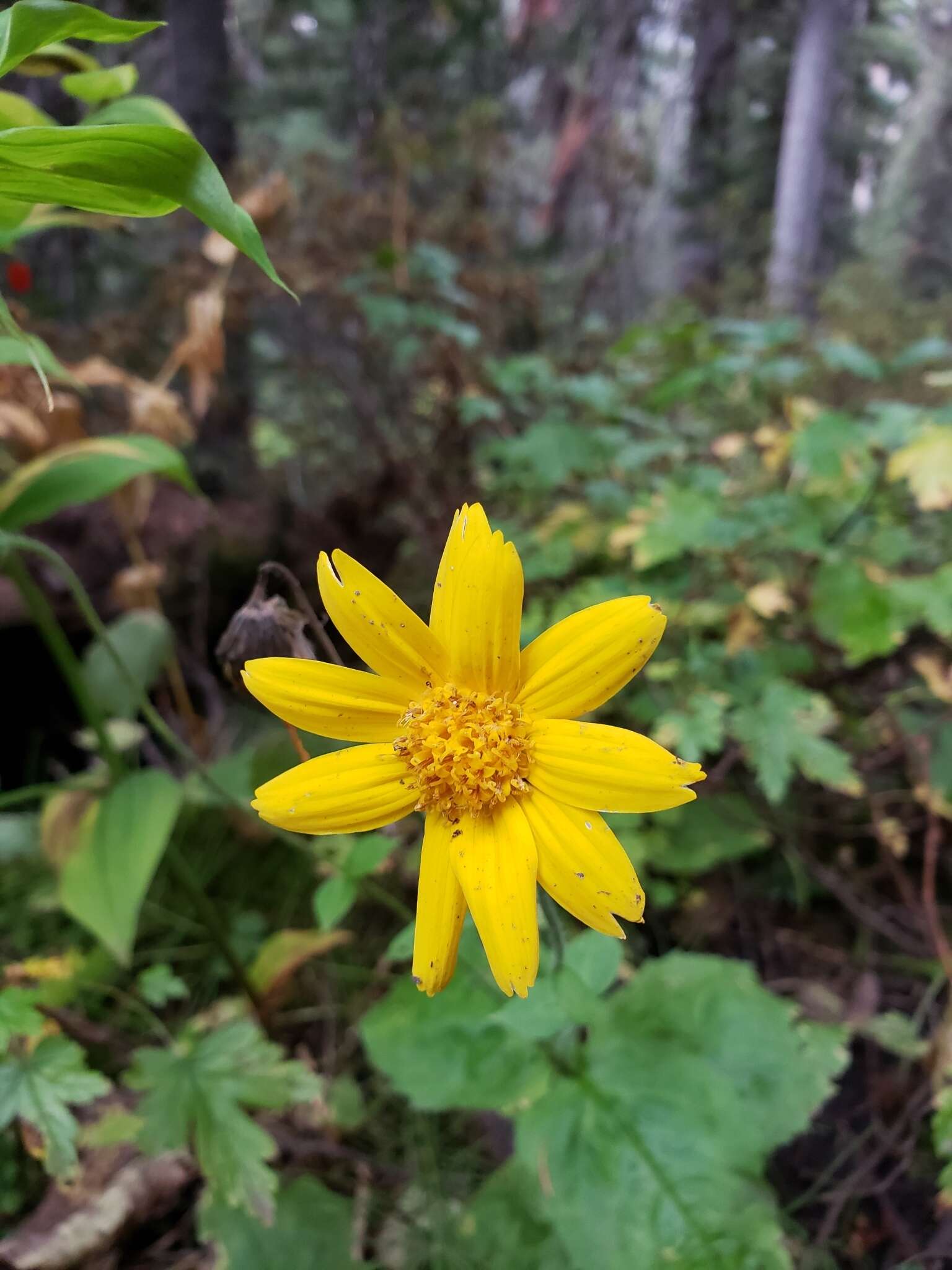 Слика од Arnica latifolia Bongard