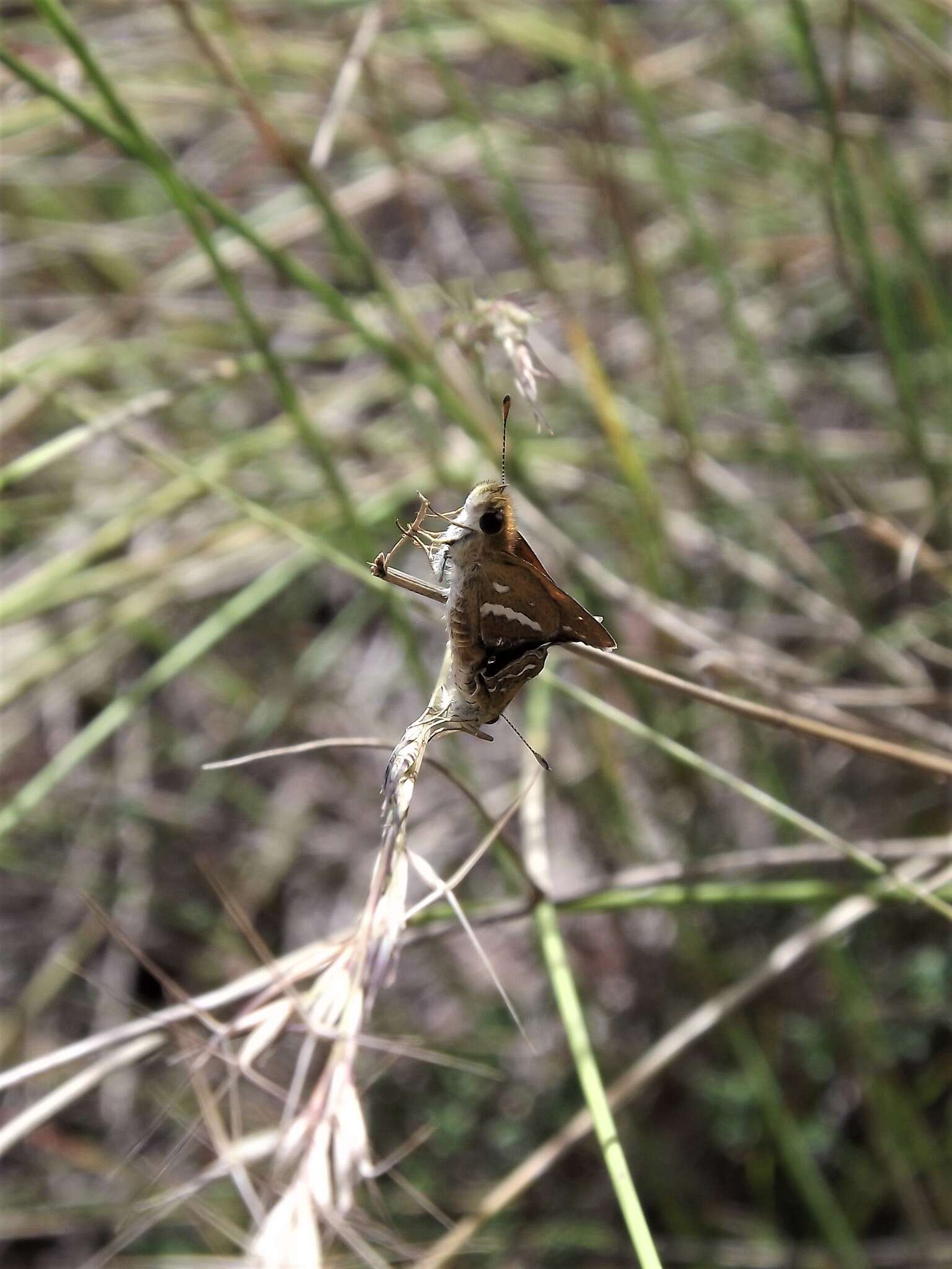 Image of Taractrocera papyria Boisduval 1832