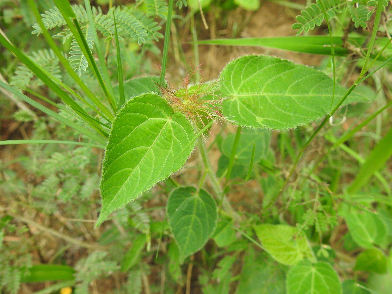 Imagem de Acalypha brachiata Krauss