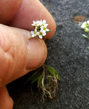 Image of shortpod draba