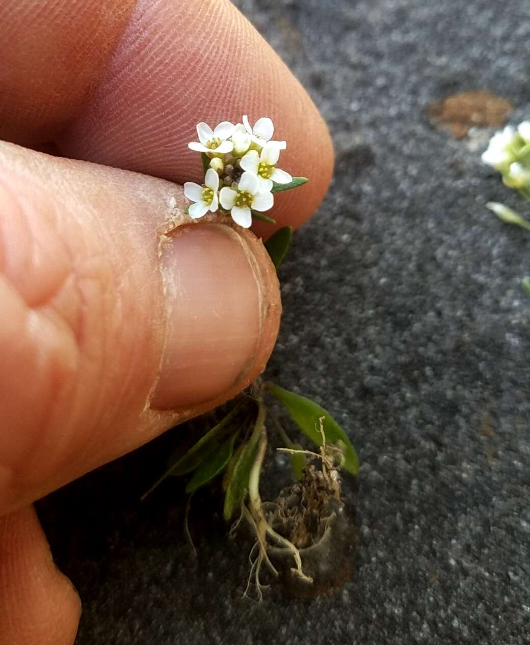 صورة Draba brachycarpa Nutt.