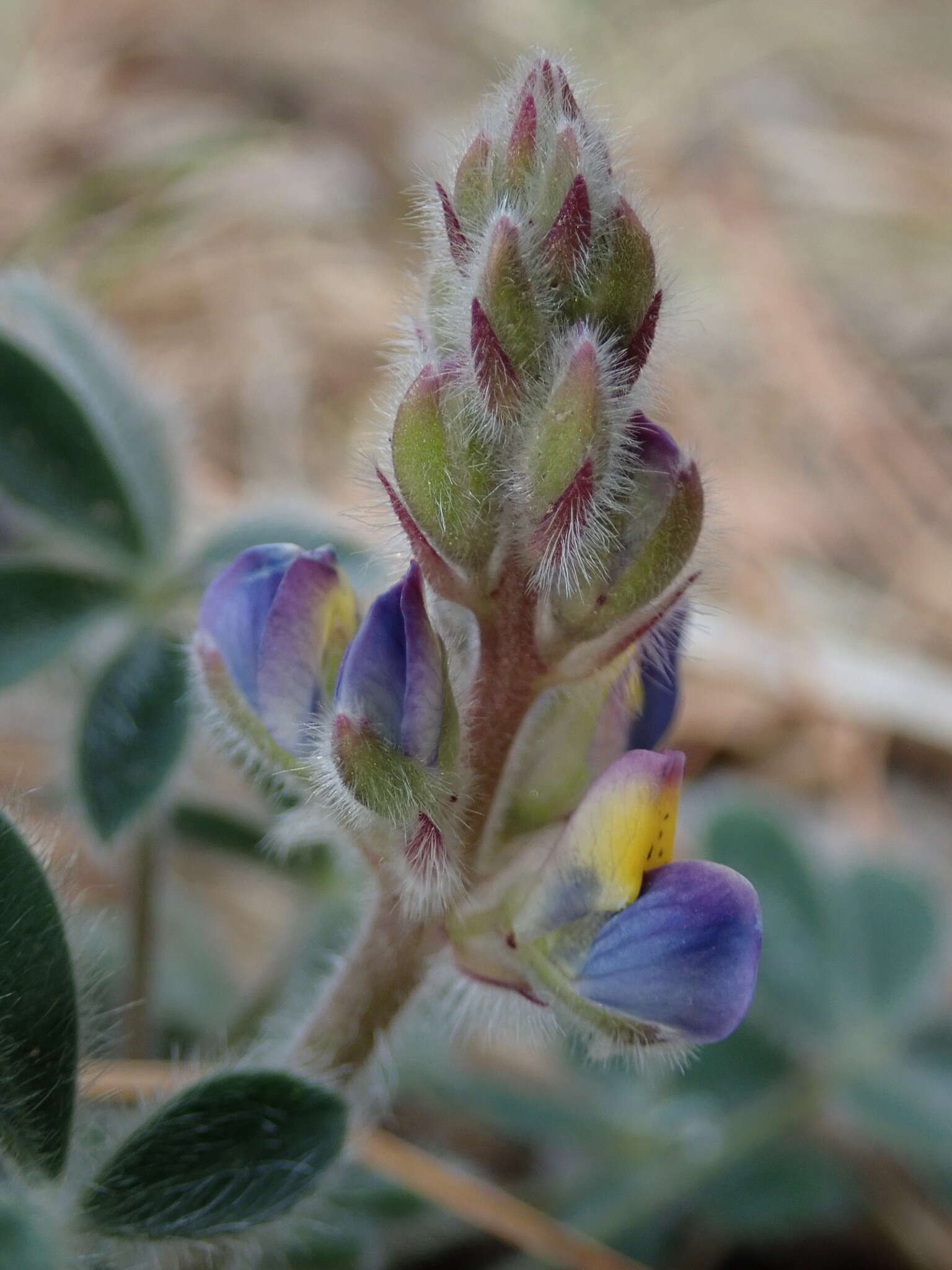 Image of Huachuca Mountain lupine