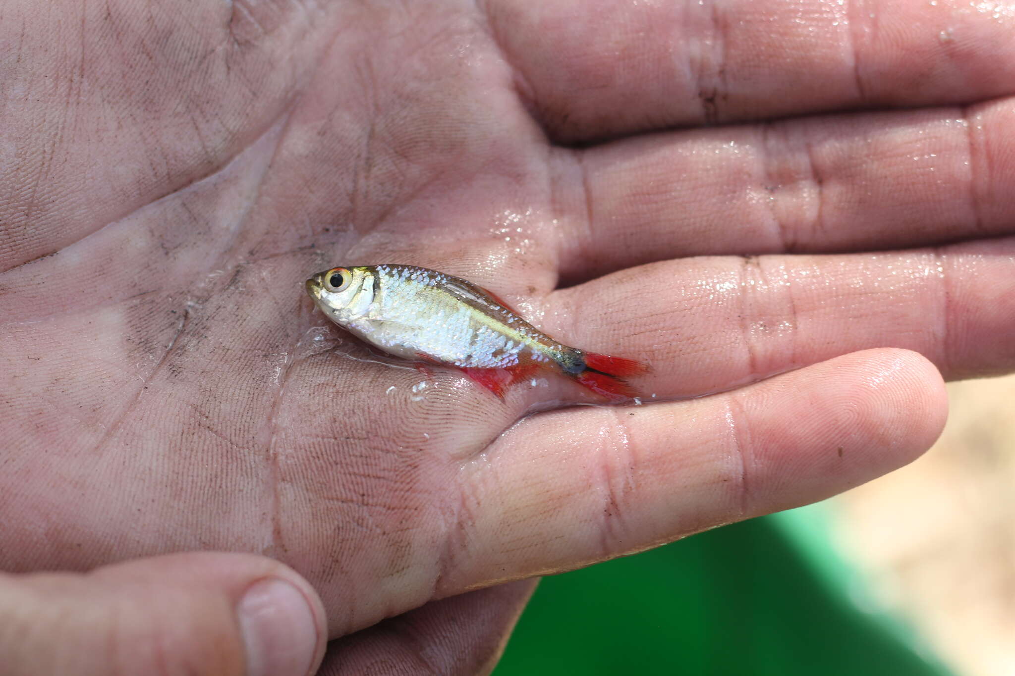 Image of Buenos Aires tetra