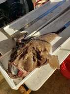 Image of Goosefish