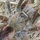 Image of Stout Leg Baboon Tarantula