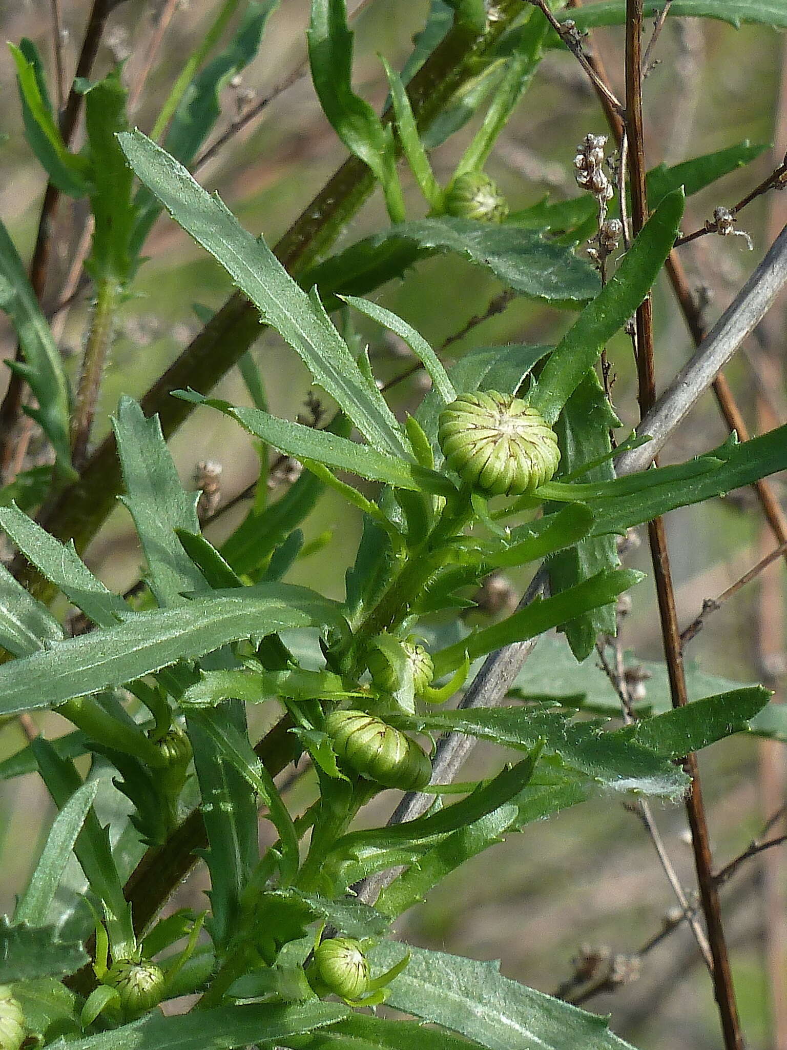 Слика од Leucanthemum ircutianum (Turcz.) DC.