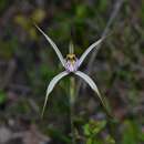 Image of Caladenia bicalliata R. S. Rogers