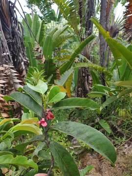 Image of Tisonia coriacea S. Elliot.