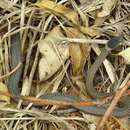 Image of Mustard-bellied Snake