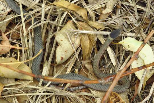 Image of Mustard-bellied Snake