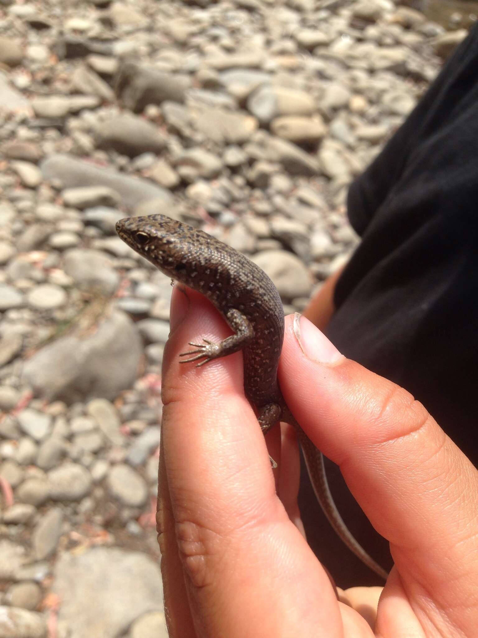 Image of Spotted Skink