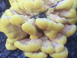 Image of Laetiporus gilbertsonii Burds. 2001