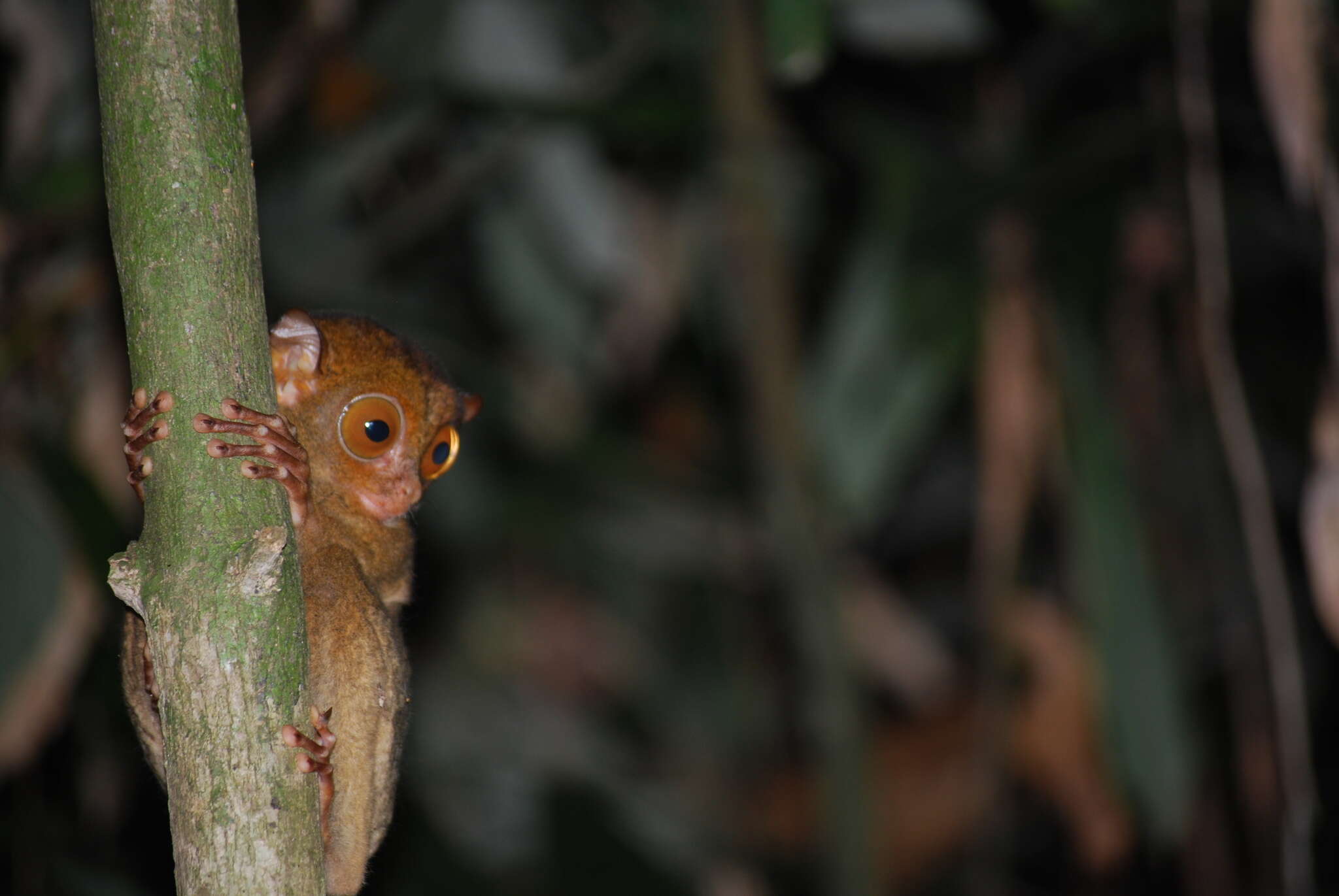 Image de Cephalopachus bancanus borneanus (Elliot 1910)