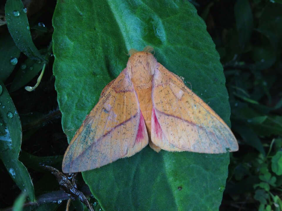 Image of Syssphinx bisecta (Lintner 1879)