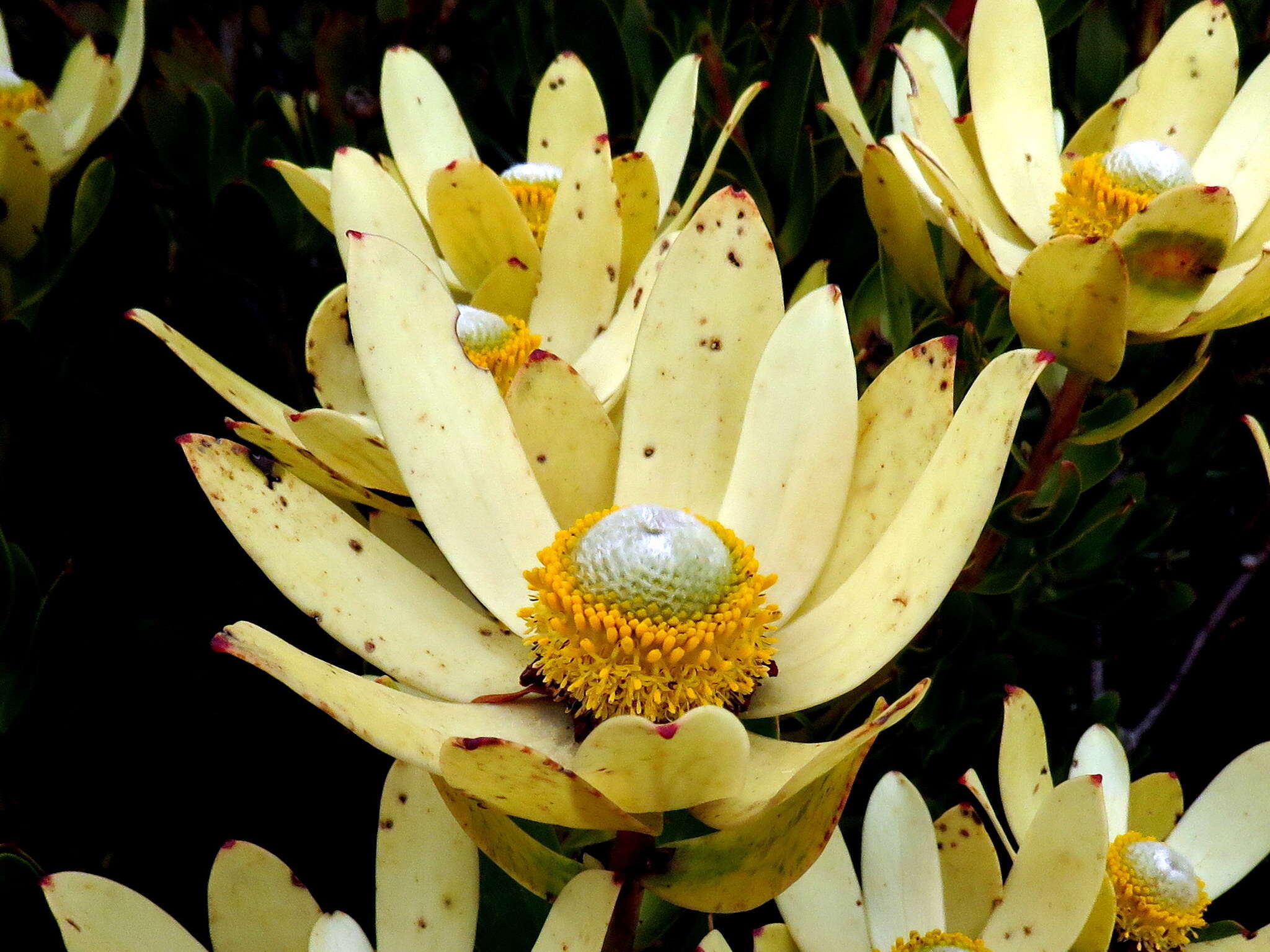 Plancia ëd Leucadendron strobilinum (L.) Druce