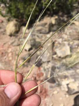 Plancia ëd Stipa neomexicana (Thurb.) Scribn.