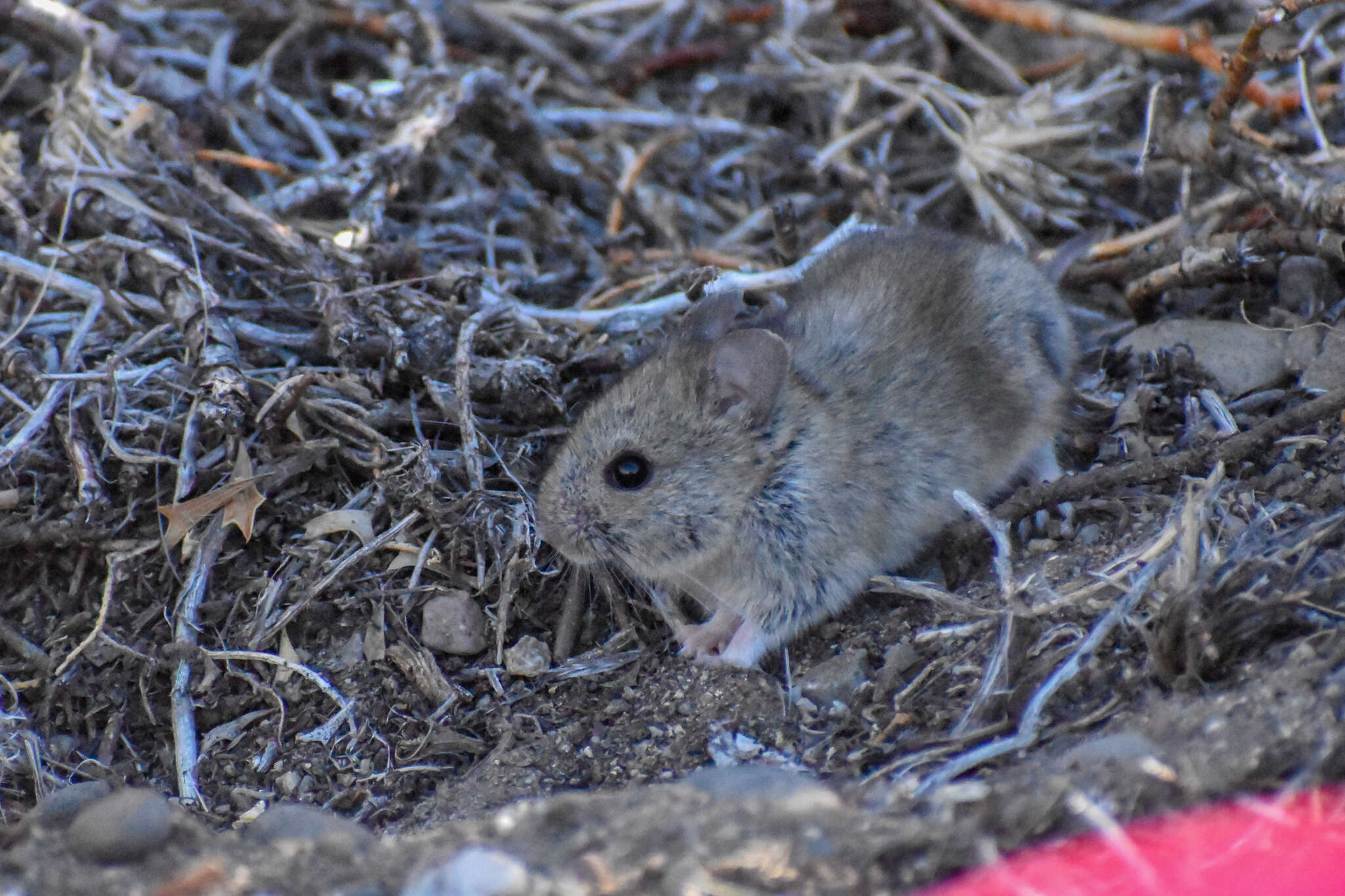 Image of Bunny Rat