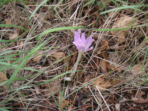 Image of Colchicum haynaldii Heuff.