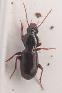 Image of Pterostichus (Leptoferonia) pumilus Casey 1913